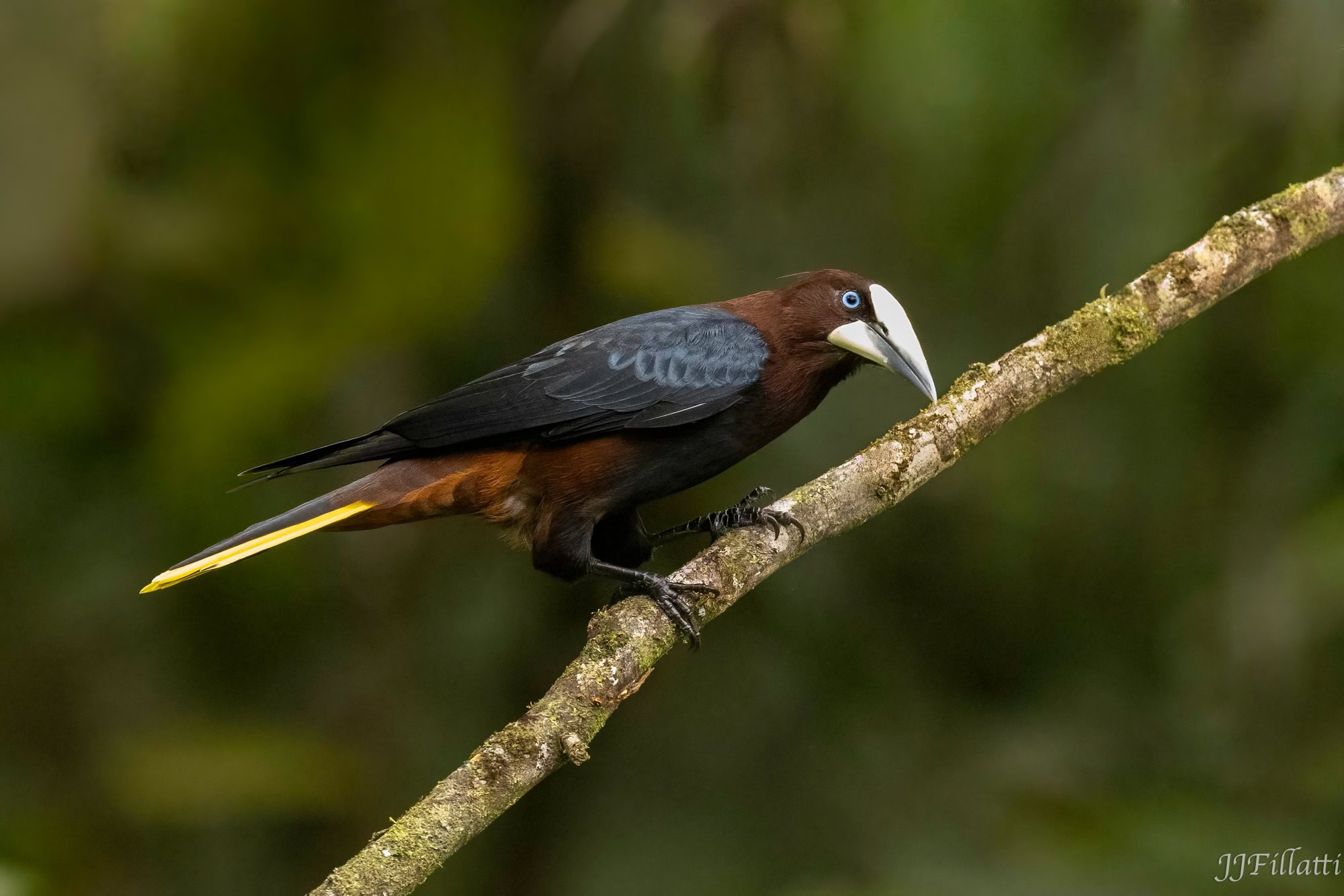 bird of colombia image 23